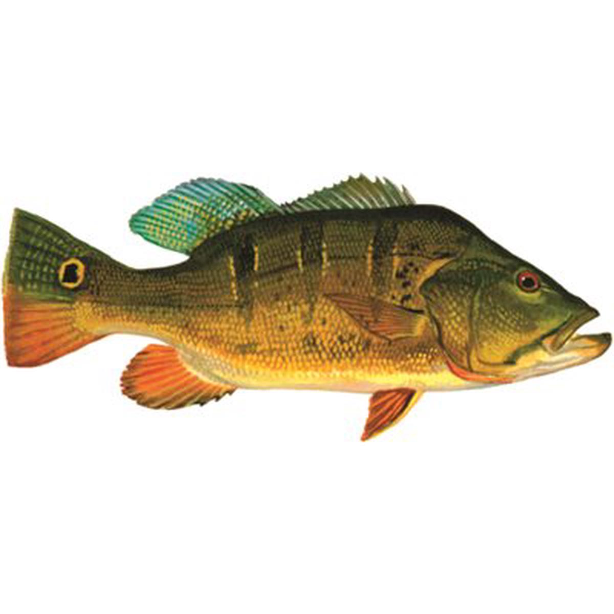DCL167 Forecast Peacock Bass Decal .60" x 1.36"