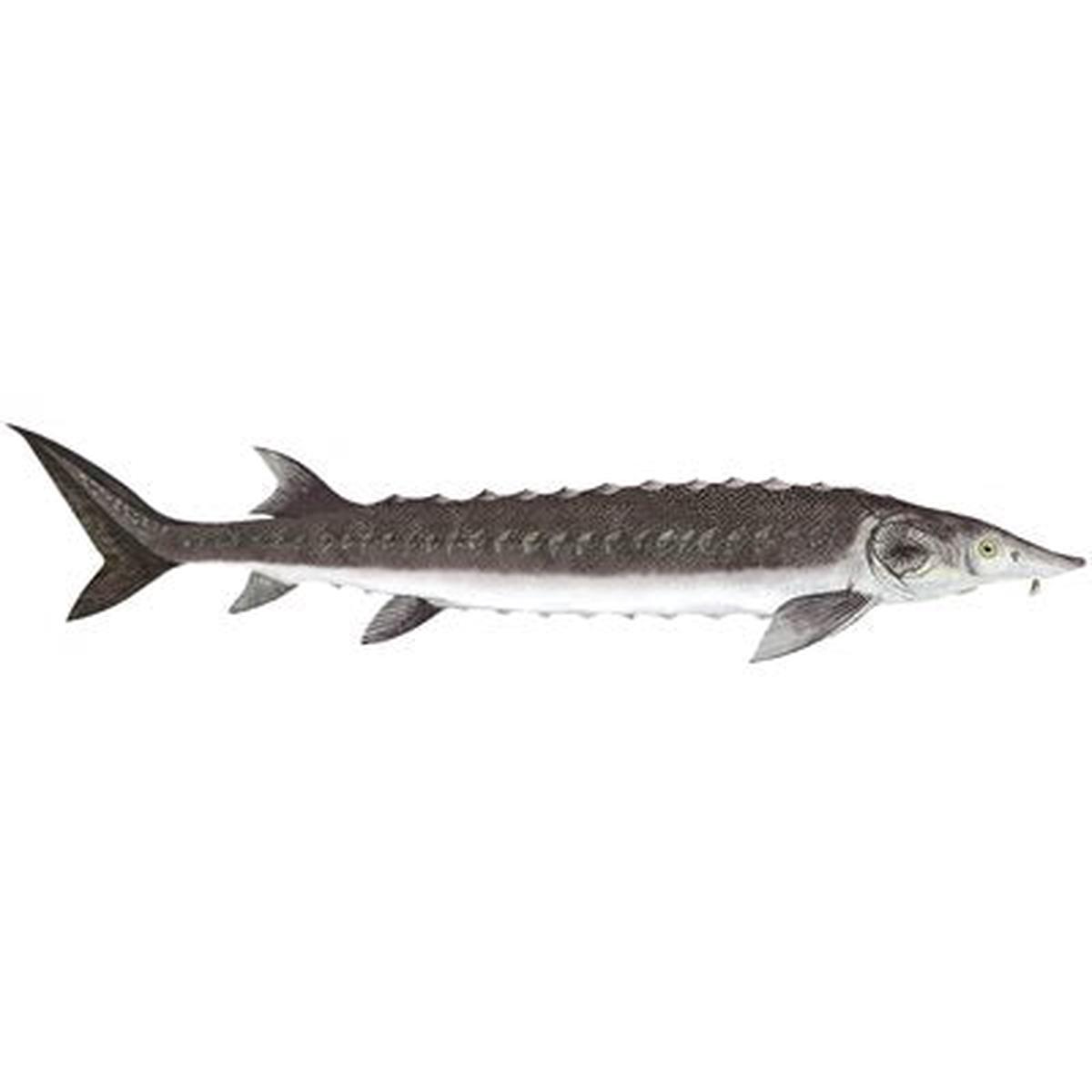 DCL193 Forecast Sturgeon Decal .54" x 2.33"